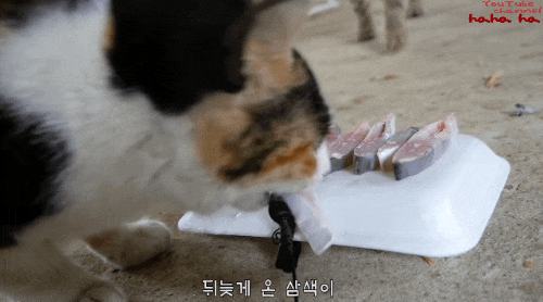 hahaha네 삼색이 가끔 짠한데 귀엽고 엉뚱하면서도 사랑스러워 ㅋㅋㅋ | 인스티즈