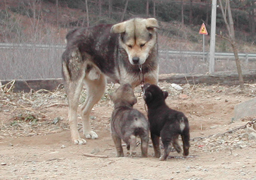수없게생겼다고 일본이 대량 학살한 우리나라 토종개 동경이(댕견) | 인스티즈