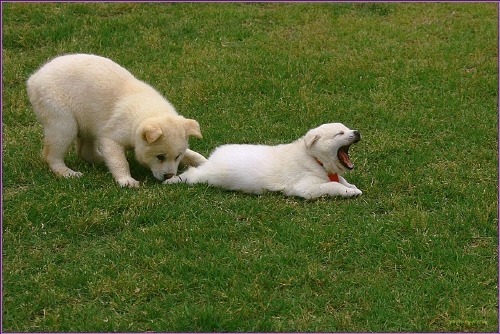 수없게생겼다고 일본이 대량 학살한 우리나라 토종개 동경이(댕견) | 인스티즈