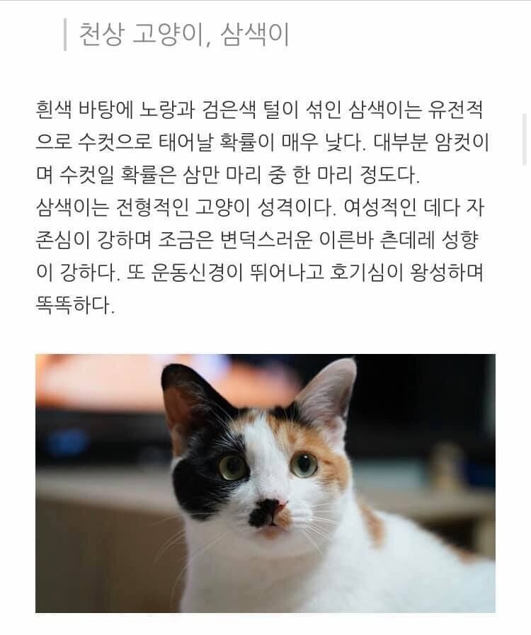 고양이 무늬별 격 .jpg | 인스티즈