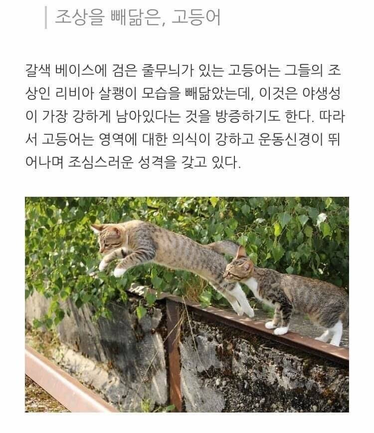 고양이 무늬별 격 .jpg | 인스티즈