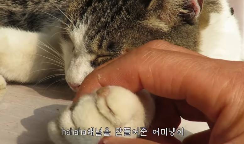 지금은 없지만 haha ha 채널에 머물렀었던 고양이들 | 인스티즈