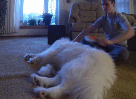 사모예드 털갈이 시즌 | 인스티즈