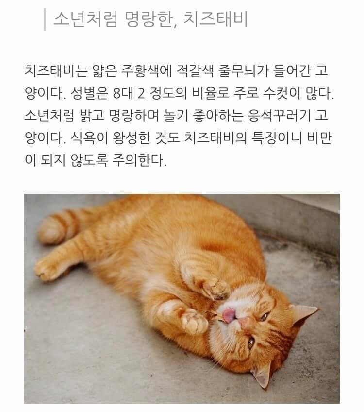 고양이 무늬별 격 .jpg | 인스티즈