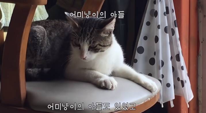 지금은 없지만 haha ha 채널에 머물렀었던 고양이들 | 인스티즈