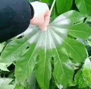 젤네일이 벗겨지는 과정 | 인스티즈