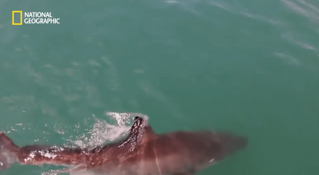 육지에서 꼬리 묶인채 끌려가는 어린 상어.. | 인스티즈