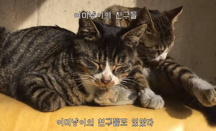 지금은 없지만 haha ha 채널에 머물렀었던 고양이들 | 인스티즈