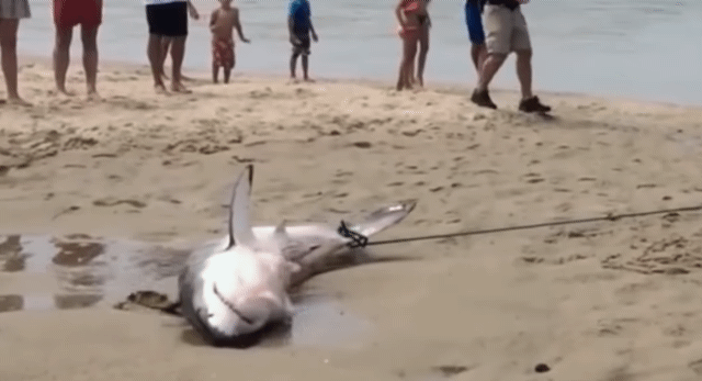 육지에서 꼬리 묶인채 끌려가는 어린 상어.. | 인스티즈