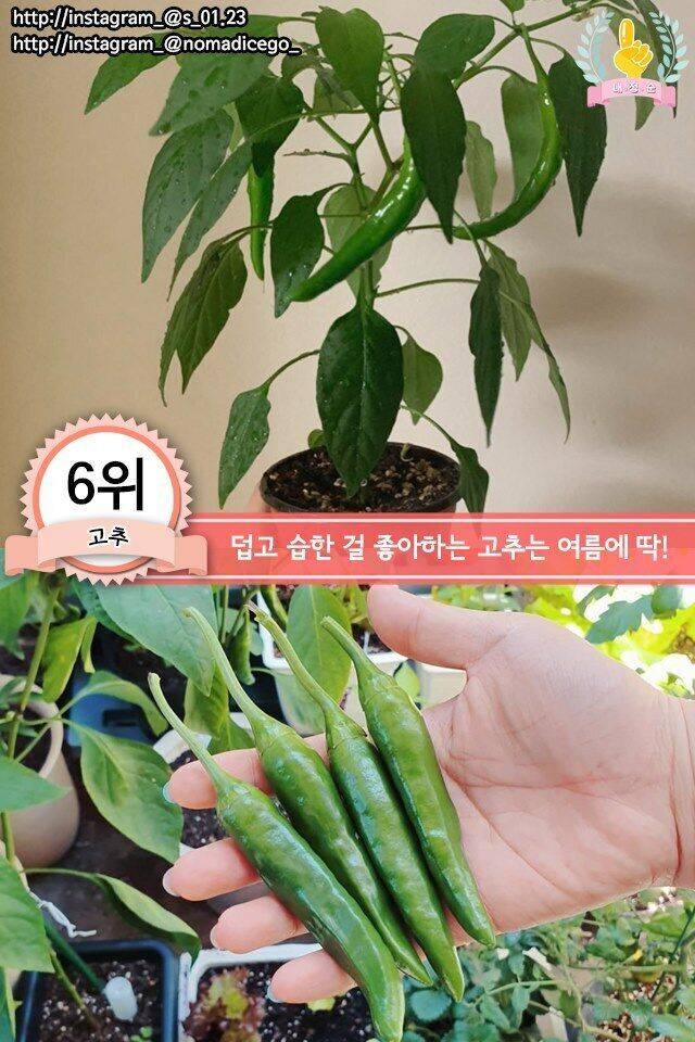 집에서 키우기 쉬운 채소 jpg | 인스티즈
