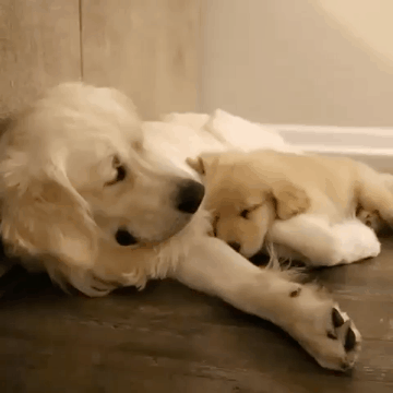 인절미 좋아하세요? | 인스티즈