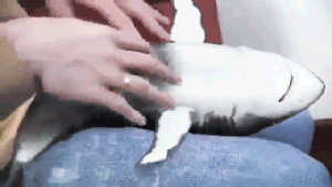 의외로 요즘 사람들이 잘 모르는 동물 | 인스티즈