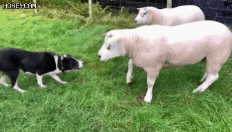 서열정리하는 보더콜리 | 인스티즈