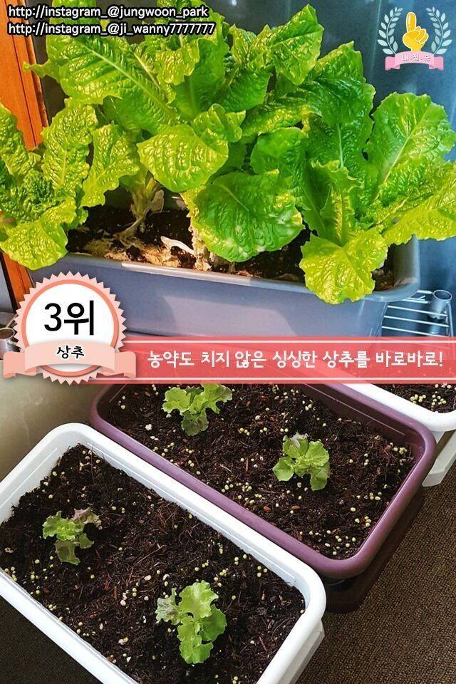 집에서 키우기 쉬운 채소 jpg | 인스티즈