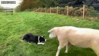 서열정리하는 보더콜리 | 인스티즈