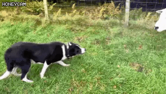 서열정리하는 보더콜리 | 인스티즈