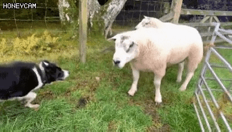 서열정리하는 보더콜리 | 인스티즈