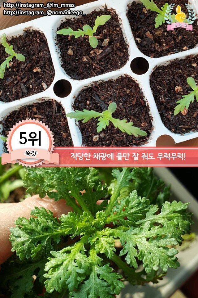 집에서 키우기 쉬운 채소 jpg | 인스티즈