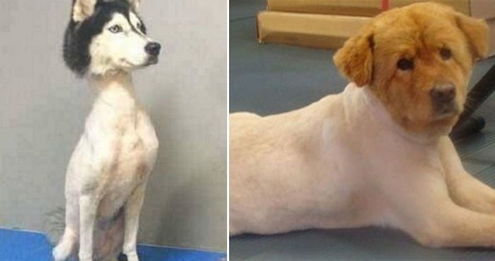 털괴물 욕조에서 씻기면 털이 얼마나많이 빠져있을까? | 인스티즈