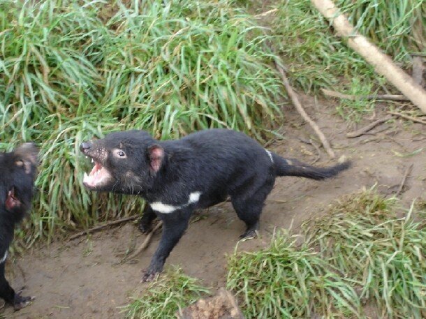 세상에서 악취가 가장 심하다는 동물 JPG | 인스티즈