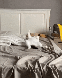 이상한 자세로 자는 고양이 | 인스티즈