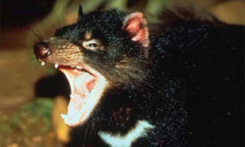 세상에서 악취가 가장 심하다는 동물 JPG | 인스티즈