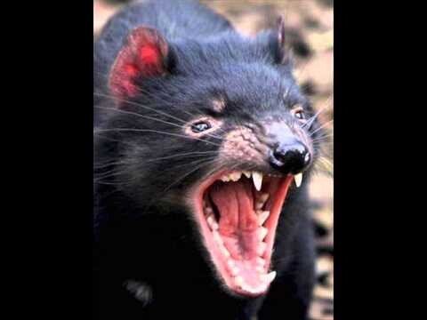 세상에서 악취가 가장 심하다는 동물 JPG | 인스티즈