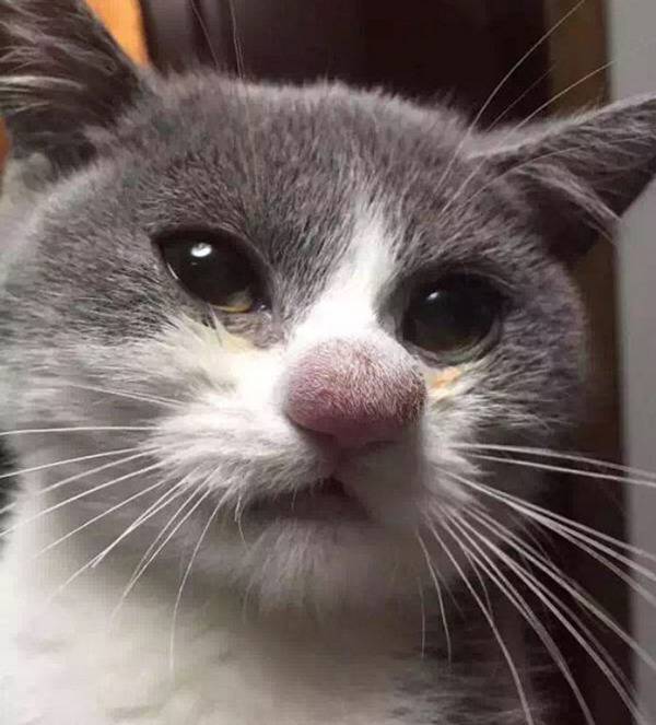 벌에 쏘인 냥이들.jpg | 인스티즈