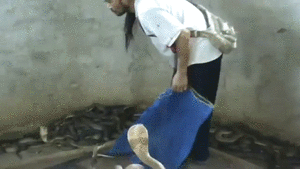 코브라 한방에 제압 | 인스티즈