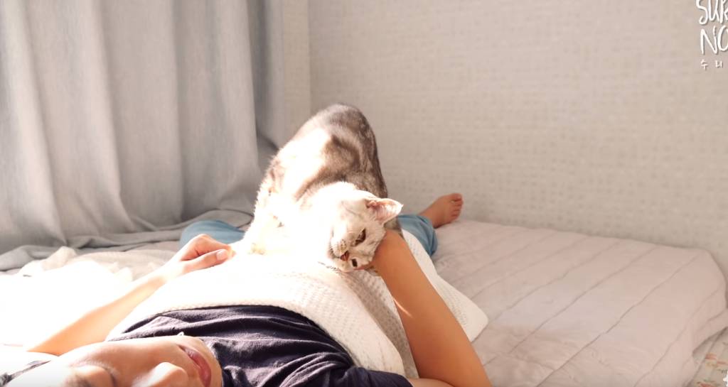 인터넷 랜선 냥이 집사들의 로망 | 인스티즈