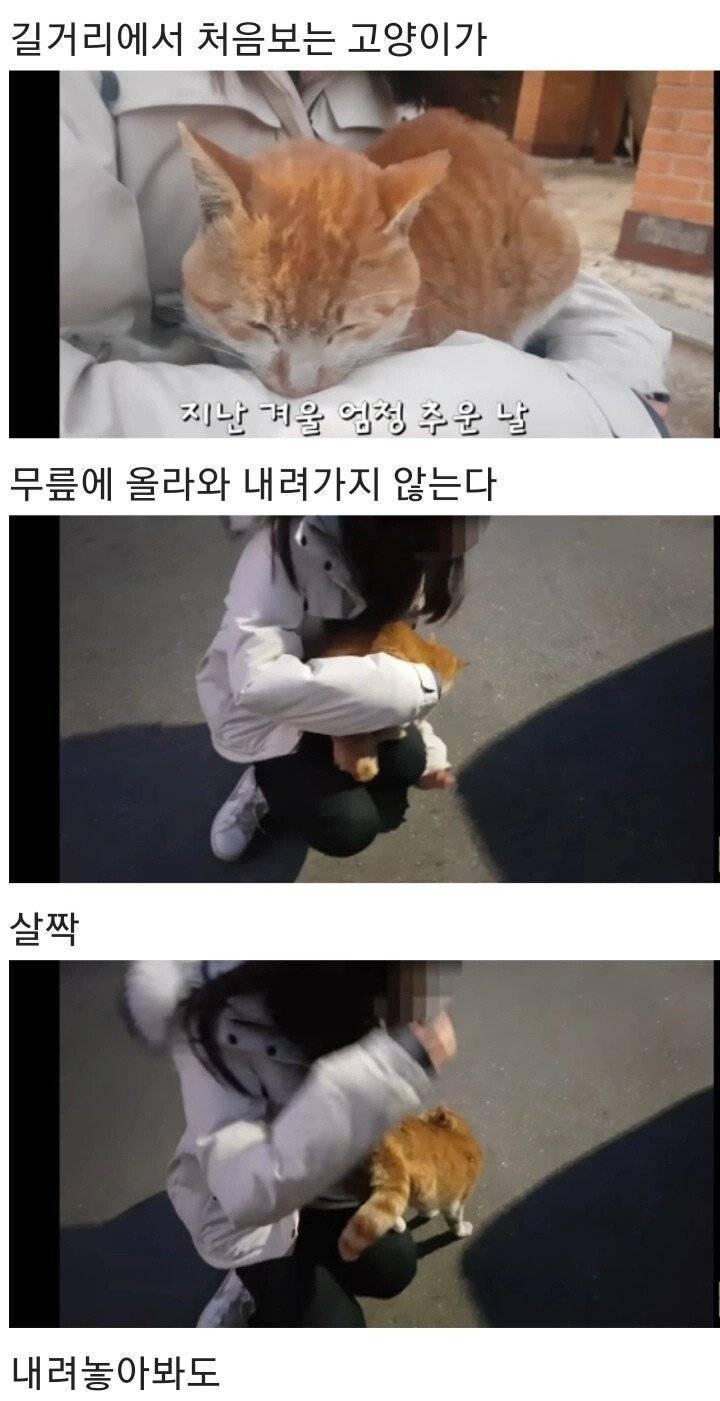영하 10도의 바깥이 너무 추웠던 냥이 | 인스티즈