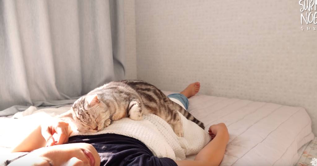 인터넷 랜선 냥이 집사들의 로망 | 인스티즈