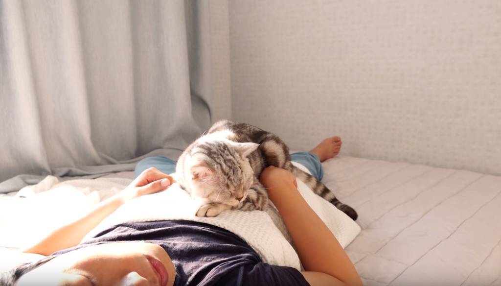 인터넷 랜선 냥이 집사들의 로망 | 인스티즈