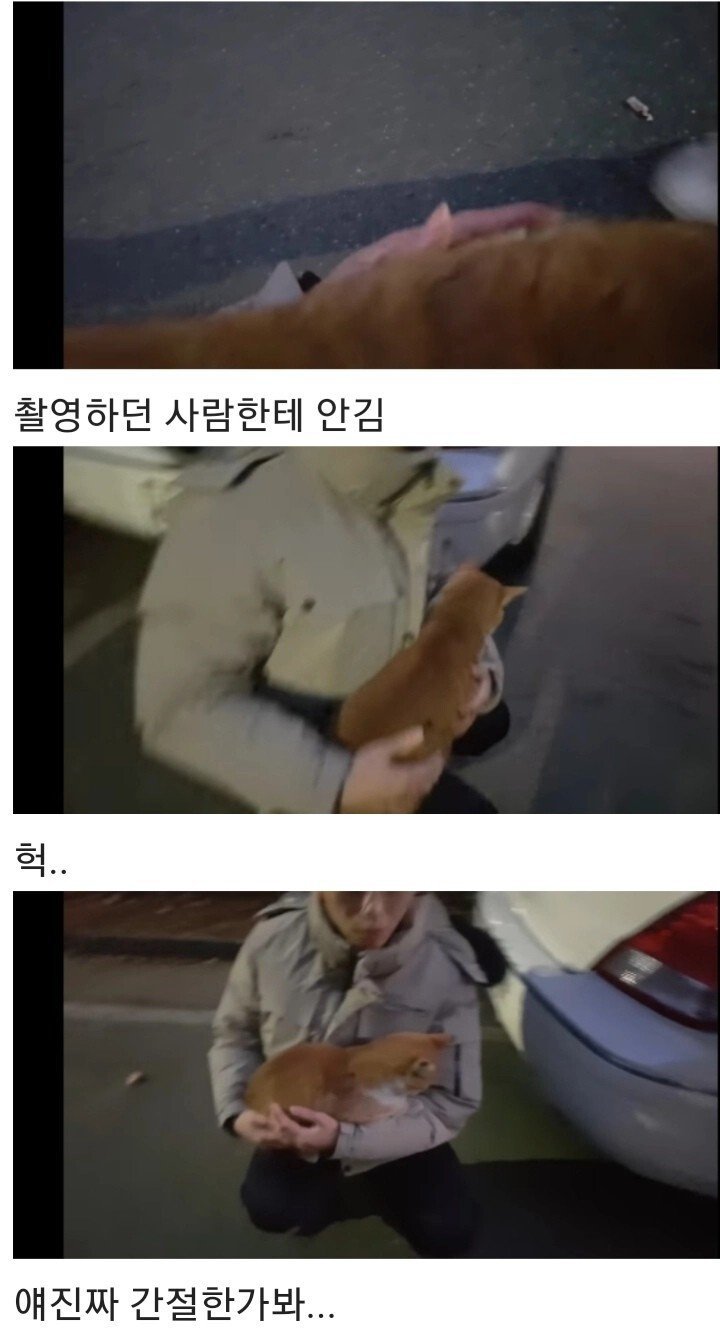 영하 10도의 바깥이 너무 추웠던 냥이 | 인스티즈