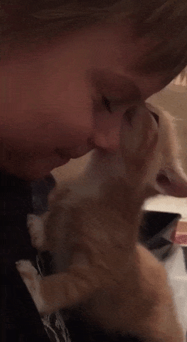 어린 집사가 좋은 아기냥이 | 인스티즈