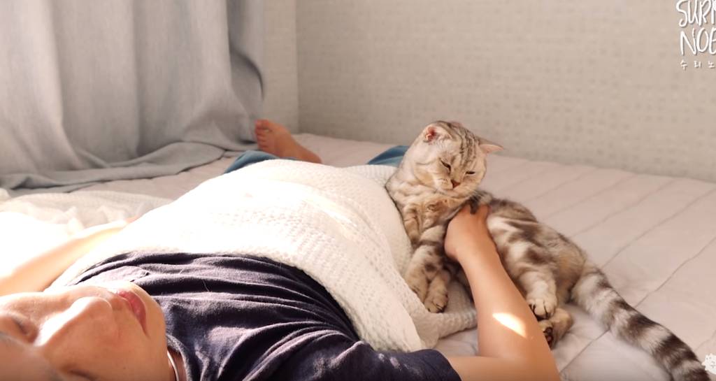 인터넷 랜선 냥이 집사들의 로망 | 인스티즈