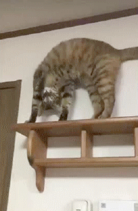 고장난 고양이들 | 인스티즈