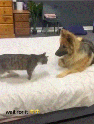 자기 애교를 받아주지않자 급발진하는 ㅈ냥이 | 인스티즈