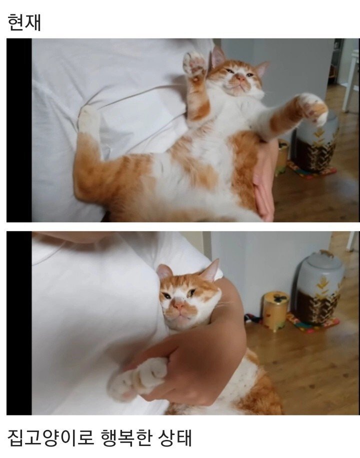 영하 10도의 바깥이 너무 추웠던 냥이 | 인스티즈