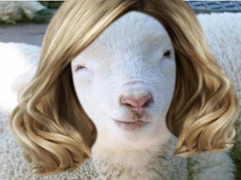 개가 한마리만 사는 나라는? | 인스티즈