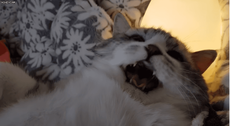 하루에 한번 봐줘야 하는 유투브 4대 냥이들 | 인스티즈