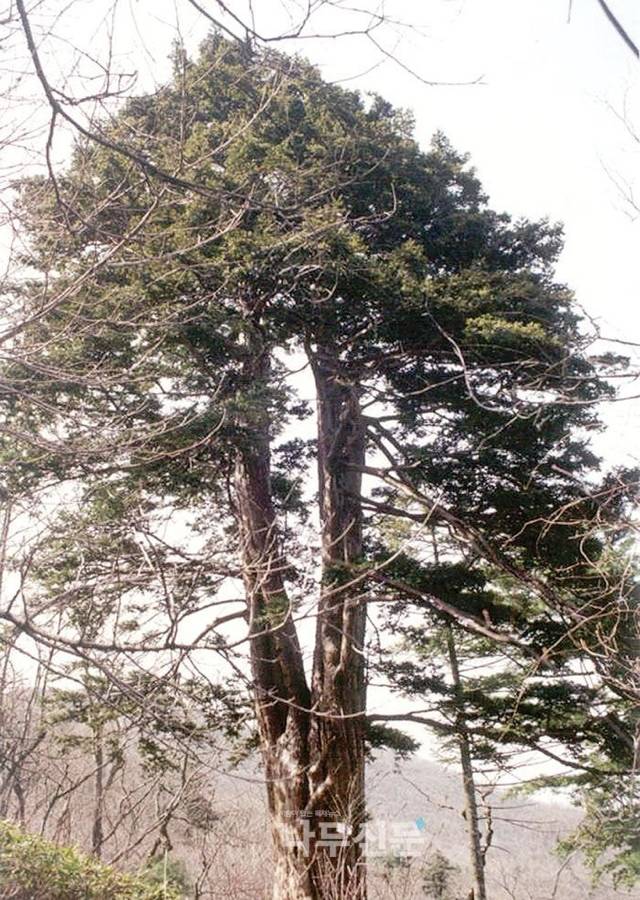 세계에서 가장 오래된 나무 | 인스티즈