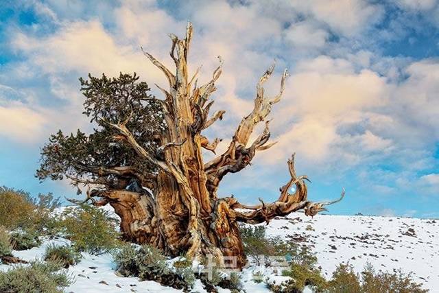 세계에서 가장 오래된 나무 | 인스티즈