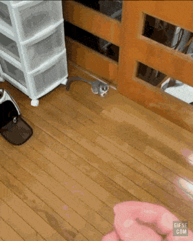 생각보다 점프력이 좋은 갈라고 원숭이 | 인스티즈