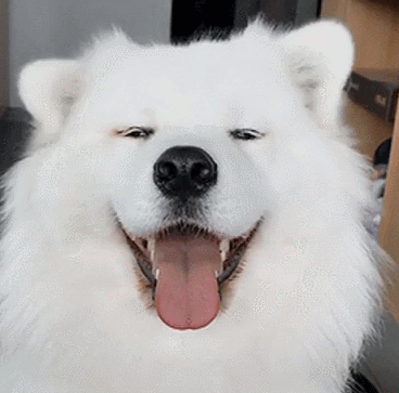 커여운 사모예드 | 인스티즈
