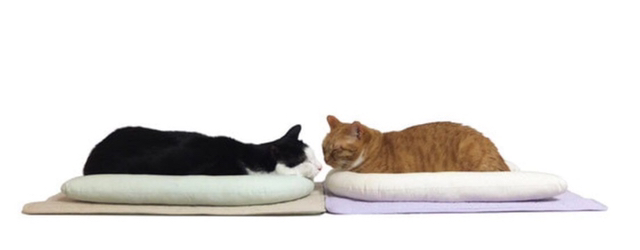 고양이 전용 베개 | 인스티즈