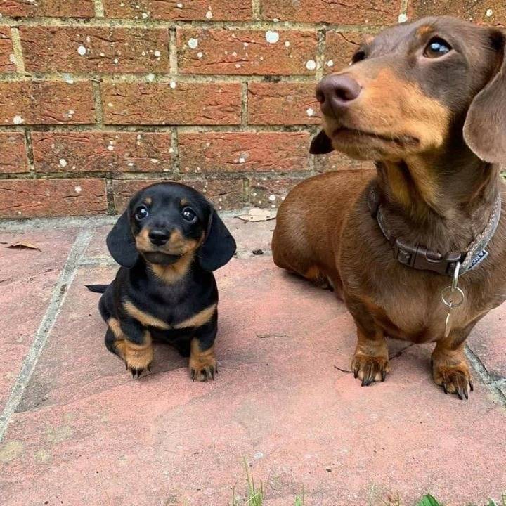 자식 자랑하는 댕댕이 | 인스티즈