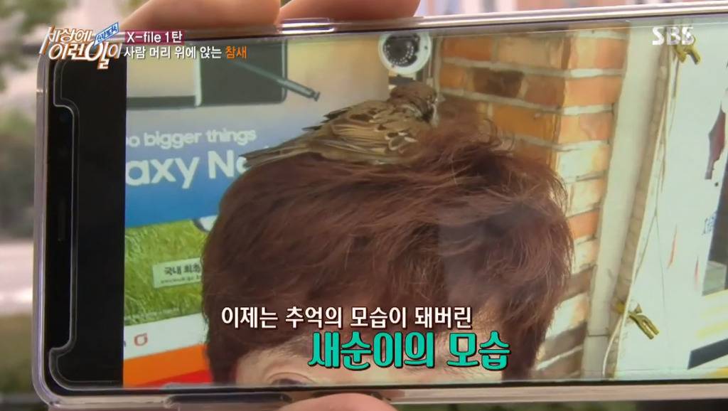 [세상에이런일이] 엄청 충격적이였던 오늘편 사람을 좋아하는 참새 새순이 이야기.jpg | 인스티즈