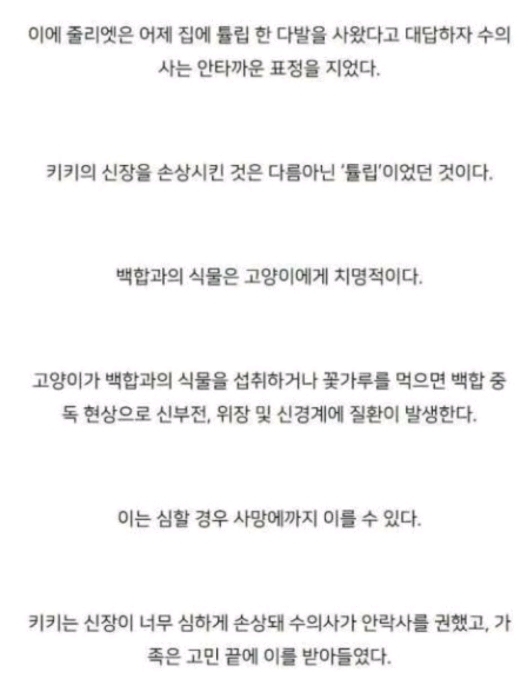 [집사필수] 고양이와 튤립 | 인스티즈