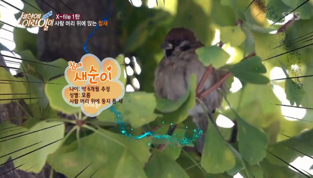 [세상에이런일이] 엄청 충격적이였던 오늘편 사람을 좋아하는 참새 새순이 이야기.jpg | 인스티즈